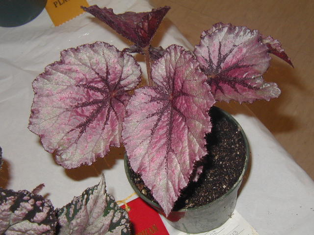 B. ‘Marion Louise’